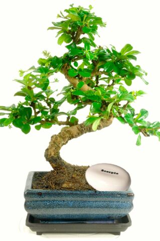 Star sign or zodiac sign twisty flowering bonsai gift