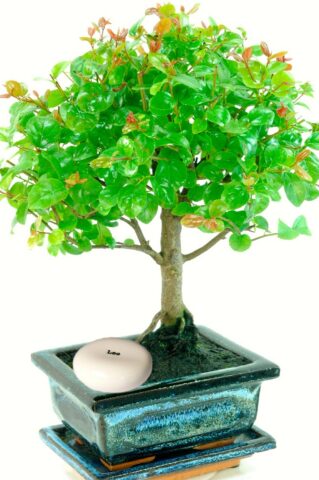 Woodland style star sign birthday bonsai tree gift - fruiting for beginners