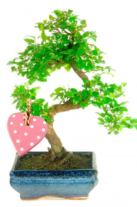 Celebrate new beginnings with the fruiting Chinese Sweet Plum bonsai tree | FREE next working delivery across the UK - Pink heart included