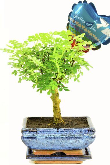 Fragrant bonsai symbolising peace and harmony