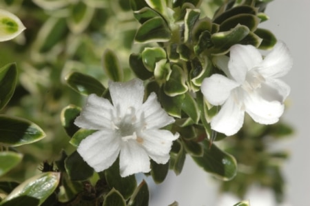 Tree of a thousand stars flowers