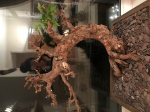 Chinese Elm bonsai from Johnathan