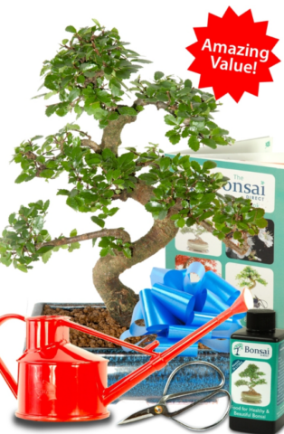 The ultimate beginners bonsai care kit!