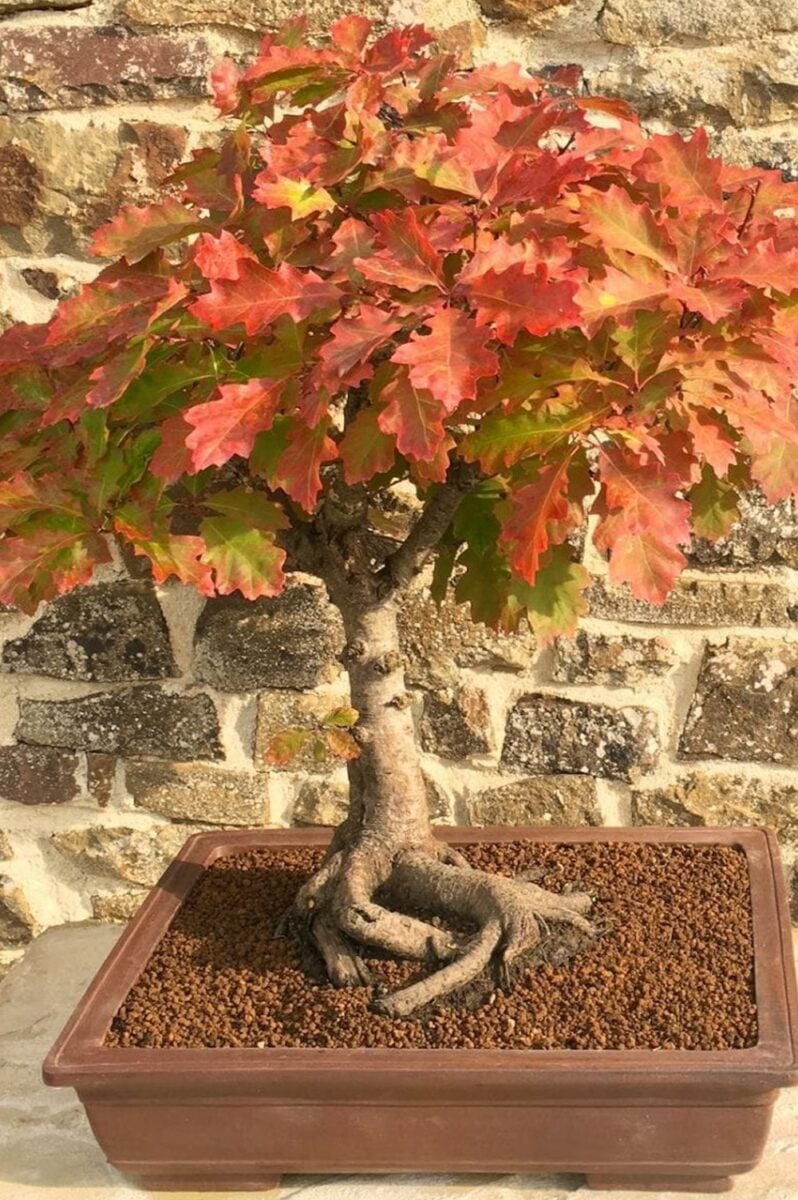 The most sensational huge Japanese Maple Bonsai tree for sale