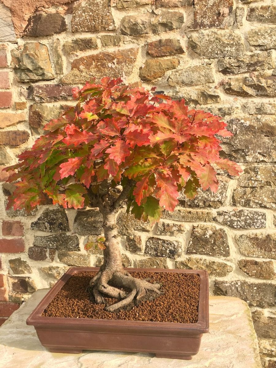 Magnificent Red Oak