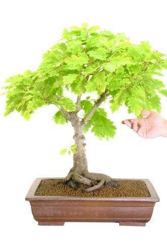 A phenomenal Oak bonsai for sale