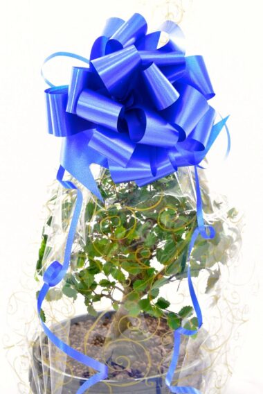 Blue Bow Gift Wrap