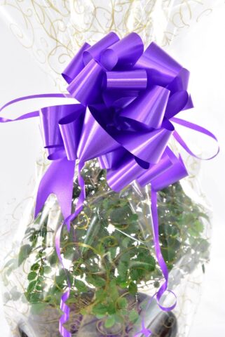 Purple Bow Gift Wrap