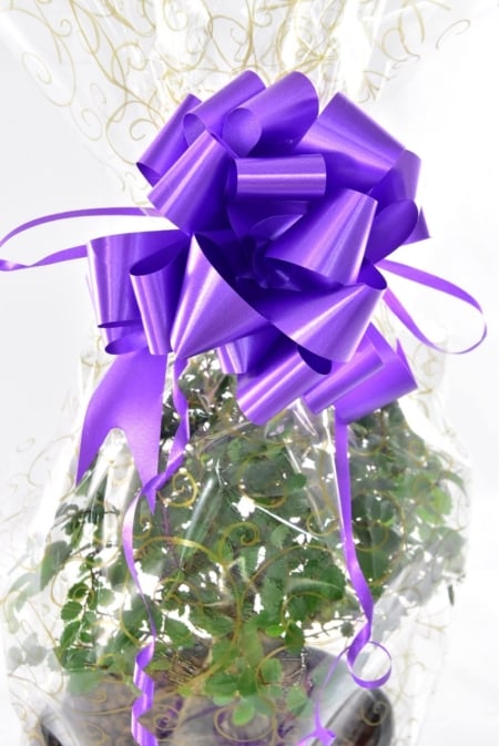 Purple Bow
