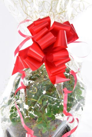 Red Bow Gift Wrap