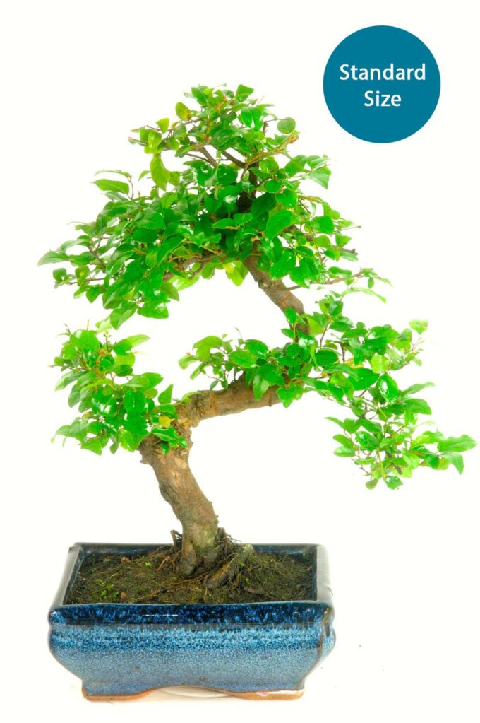 Sweet Plum (sageretia theezans) twisty indoor bonsai for sale