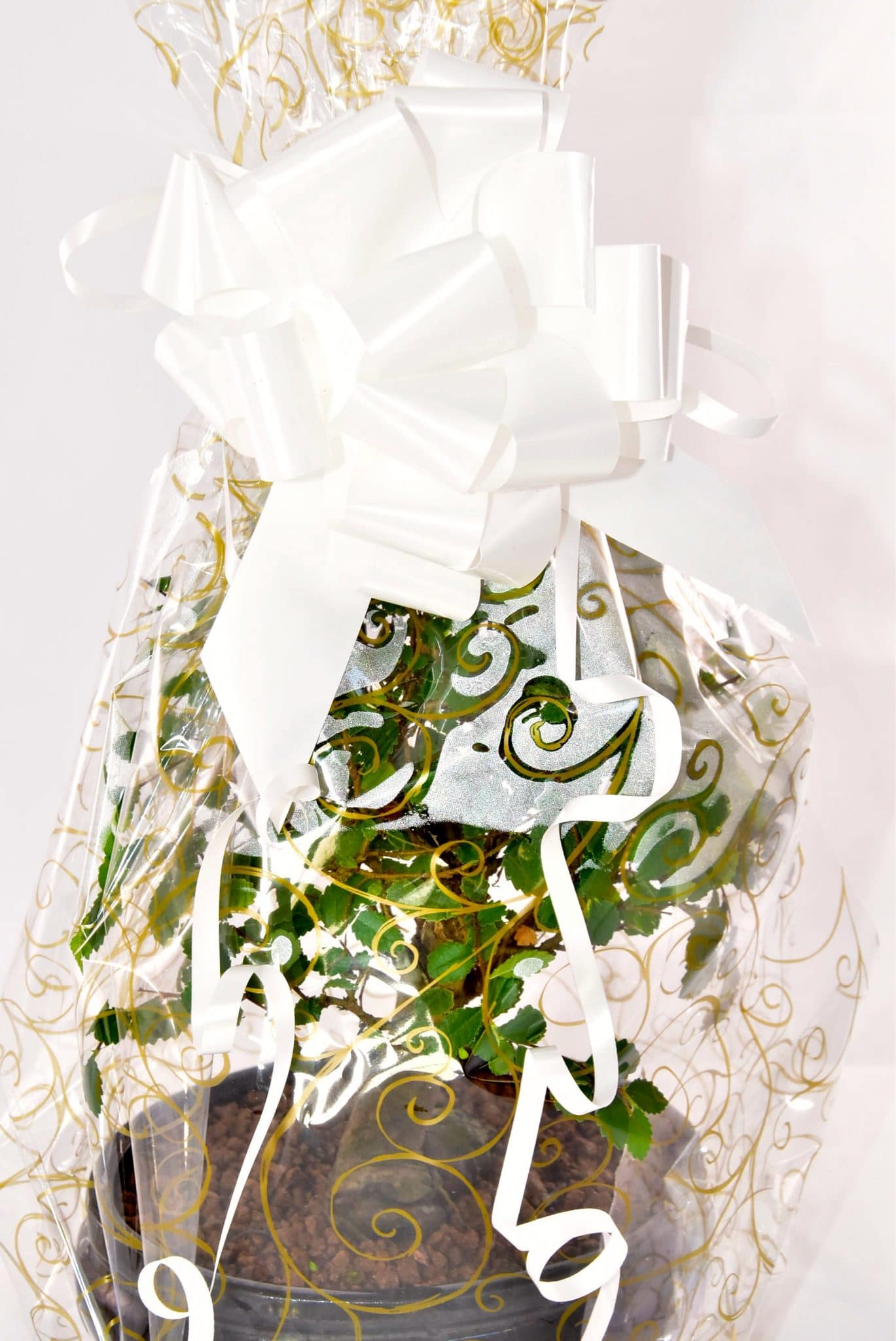 White Bow Gift Wrap