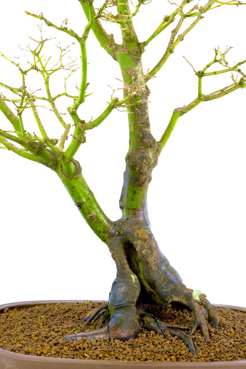 Incredible trunk features