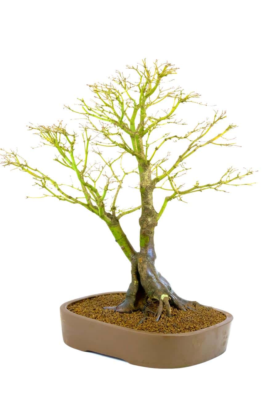 Phenomenal trunk structure