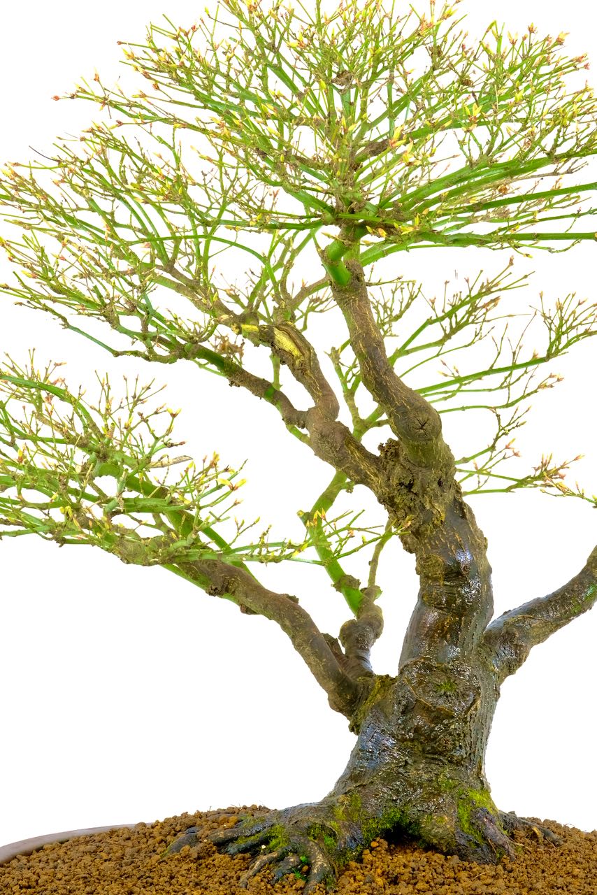 You can truly appreciate its design in the deciduous state