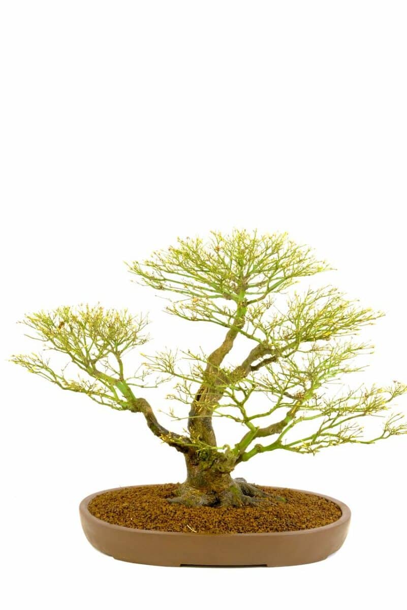 Japanese Maple Bonsai (Acer palma) Spectacular Specimen!