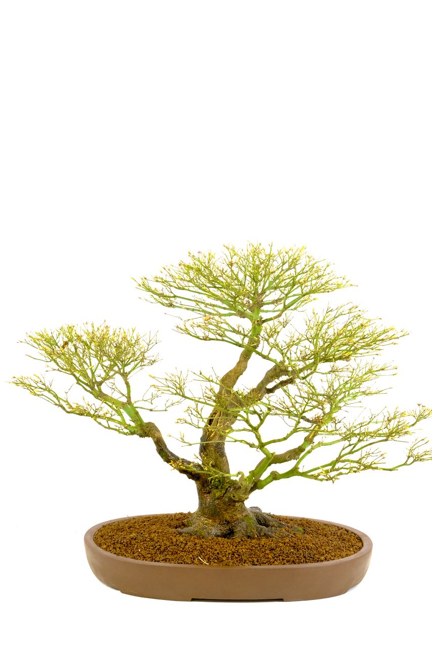 Phenomenal ramification