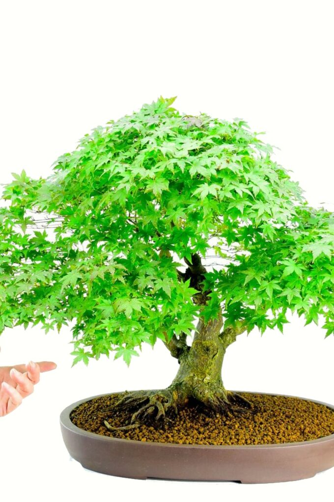 Specimen Acer palmatum Bonsai for sale