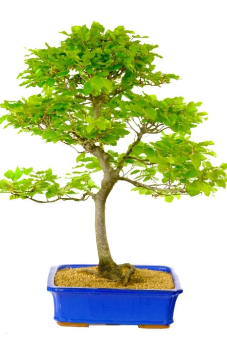Truly spectacular Japanese White Beech Bonsai for sale