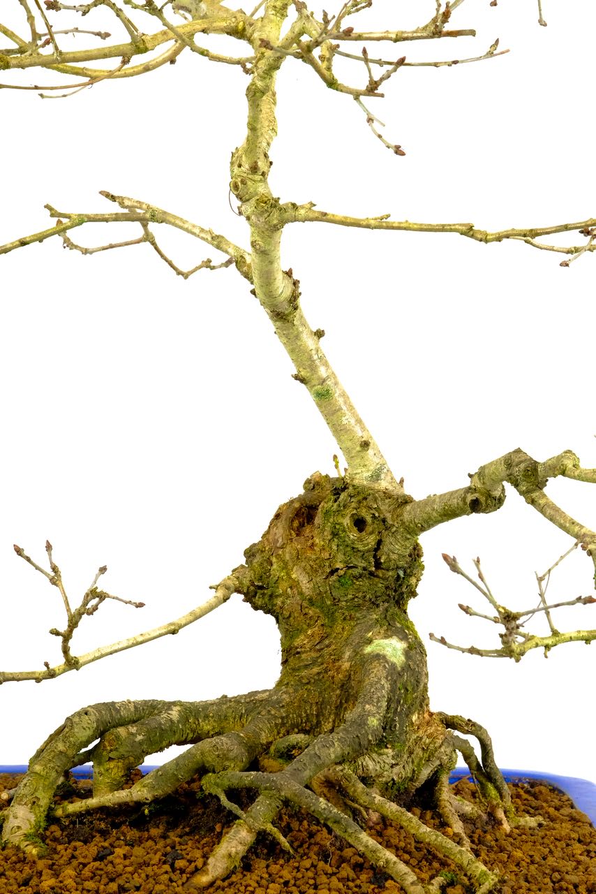 Gnarly, characteristic trunk