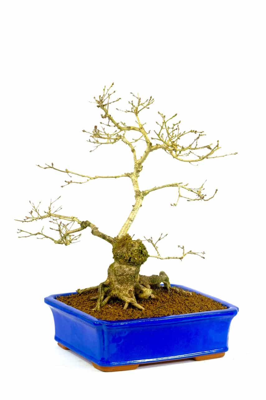 Astounding & Dramatic Extra Large English Oak Bonsai | Sensational 30 year old Specimen