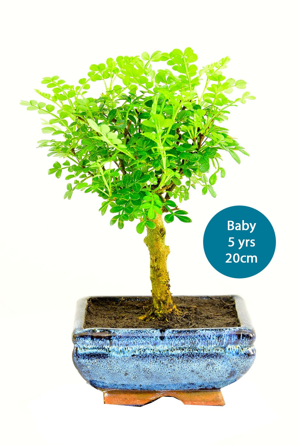 Bonsai Kit Builder Fresh & zesty aromatic pepper tree orchard style