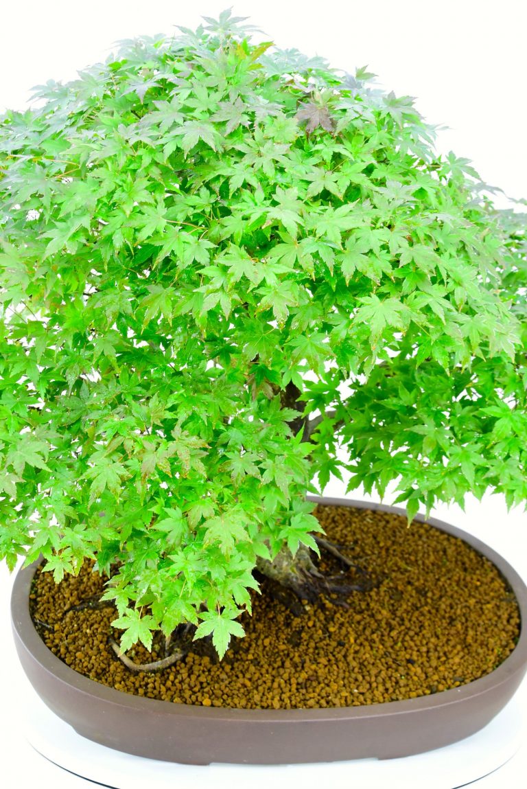 Japanese Maple Bonsai (Acer palma) Spectacular Specimen!