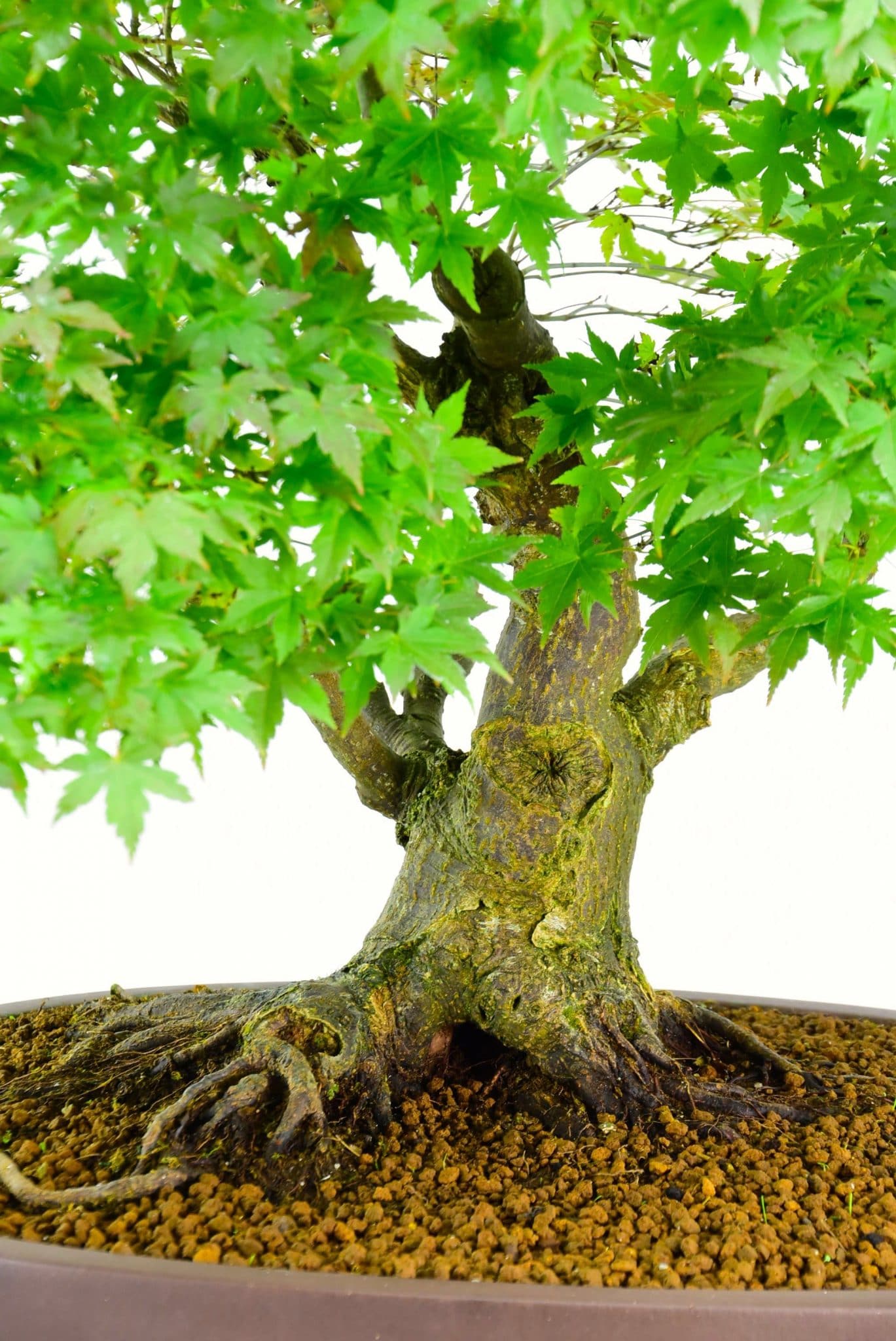 Acer palmatum specimen tree