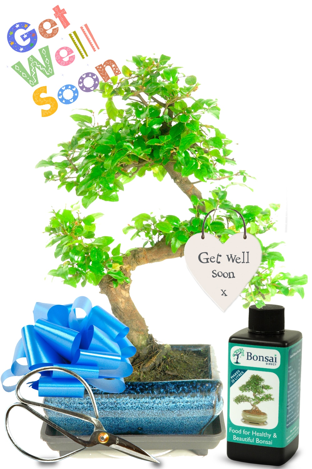 Fruiting indoor bonsai get well soon gift
