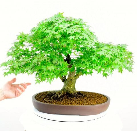 Spectacular specimen maple bonsai for sale