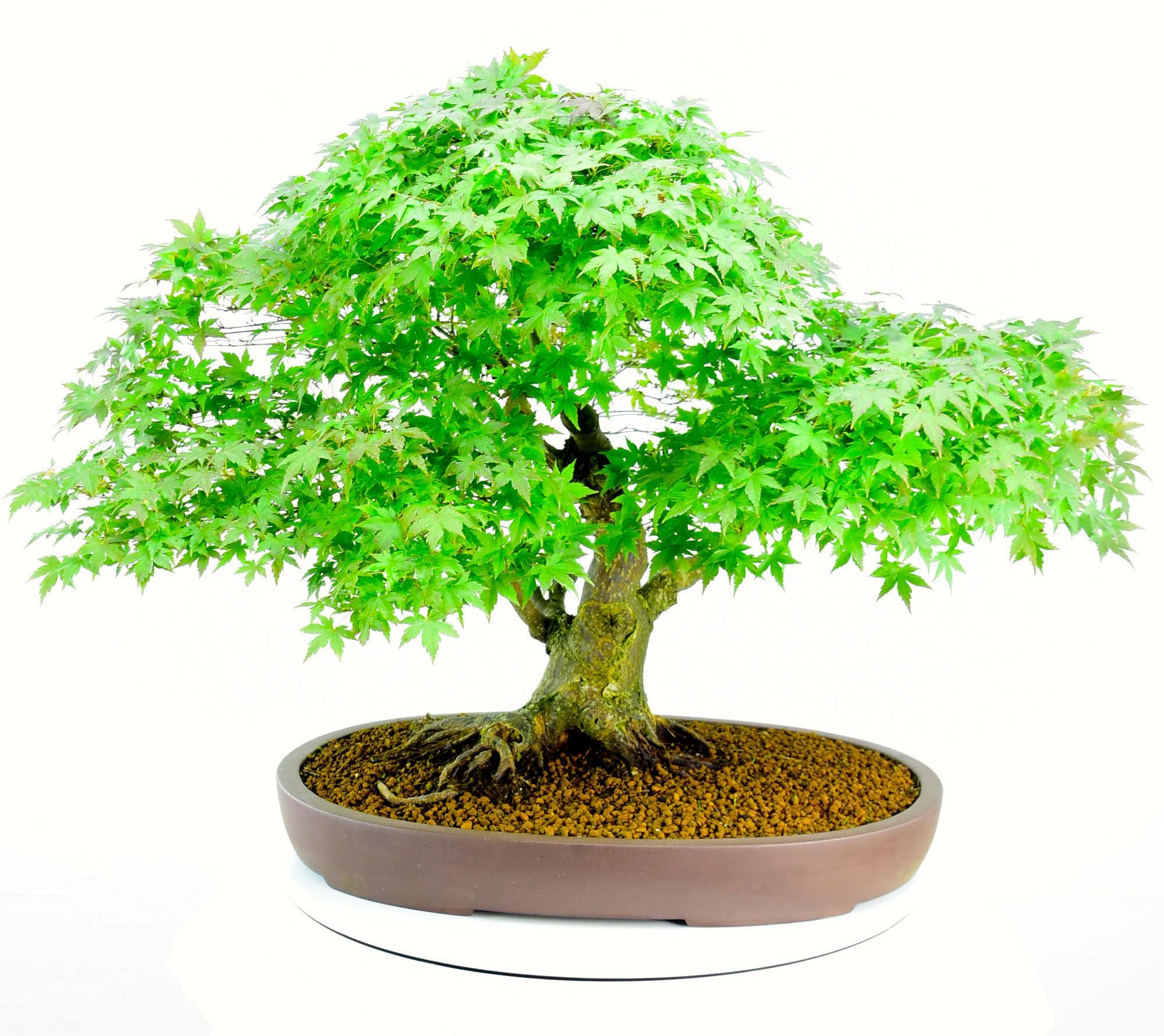 Breathtaking outdoor bonsai with free delivery to London