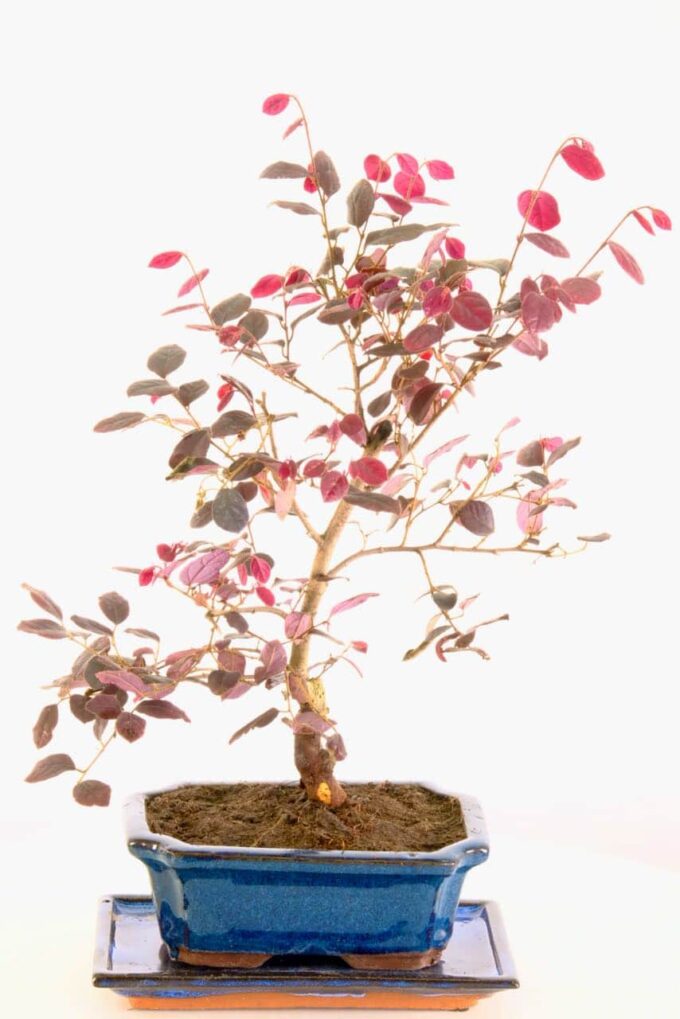 Loropetalum purple leaved bonsia for sale