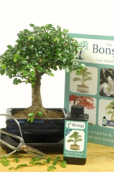 Comprehensive Beginners Baby Bonsai Set