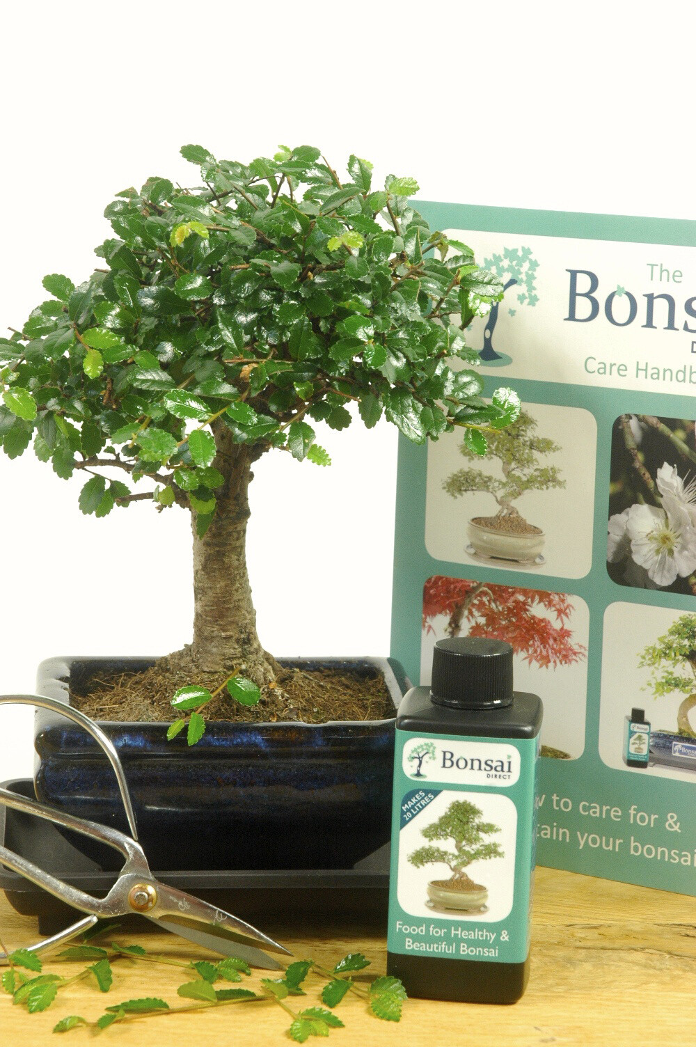Comprehensive Beginners Baby Bonsai Set
