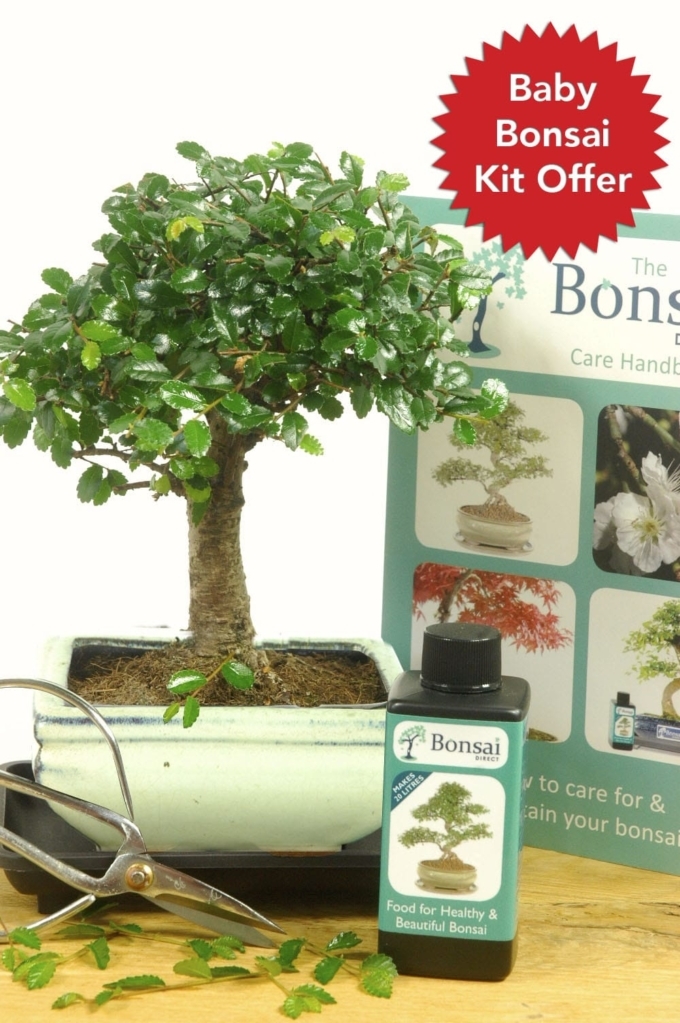 Top selling Baby Bonsai Kit for sale from Bonsai Direct