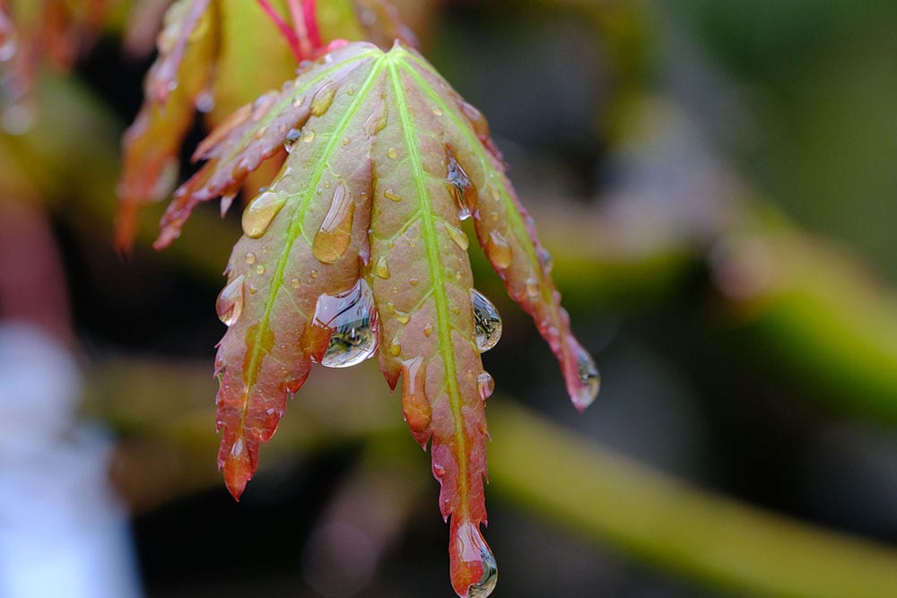 Bonsai in the Rain Bonsai Trees for Sale UK