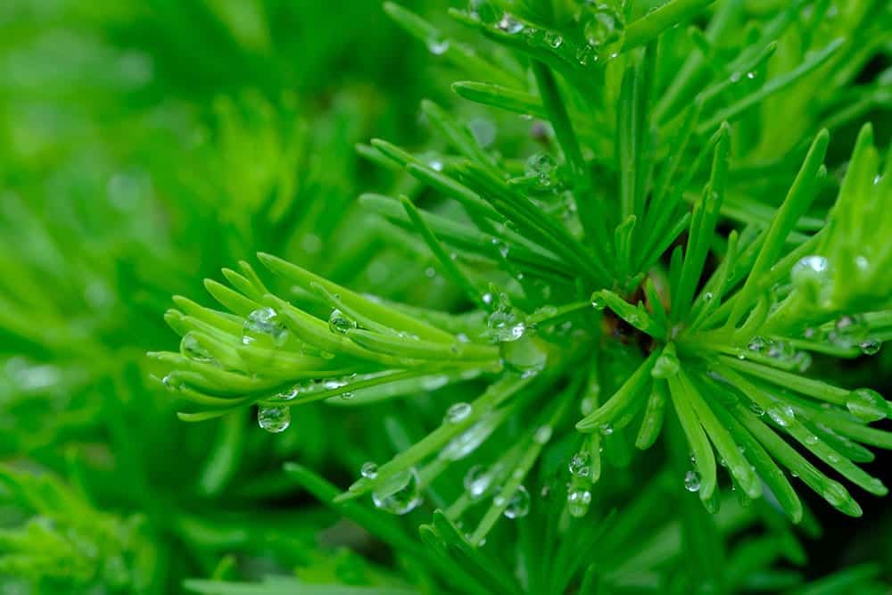 Bonsai in the Rain Bonsai Trees for Sale UK