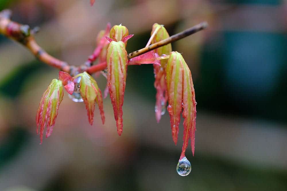 Bonsai in the Rain Bonsai Trees for Sale UK