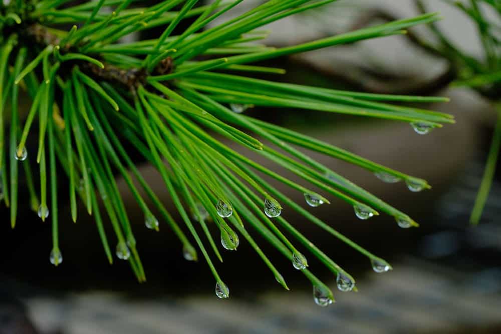 Bonsai in the Rain Bonsai Trees for Sale UK