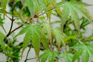 Bonsai in the rain