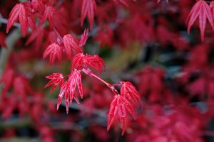 Bonsai in the rain