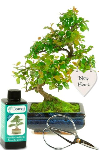 Ideal new home tree gift with special meaning of new beginnings