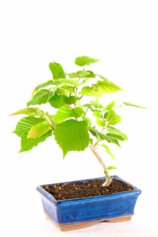 Vibrant Vitality - Fresh green leaves breathe life into this enchanting bonsai