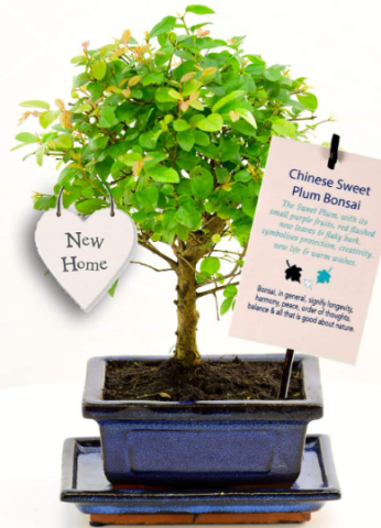 New home bonsai gifts