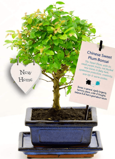 New home bonsai gifts