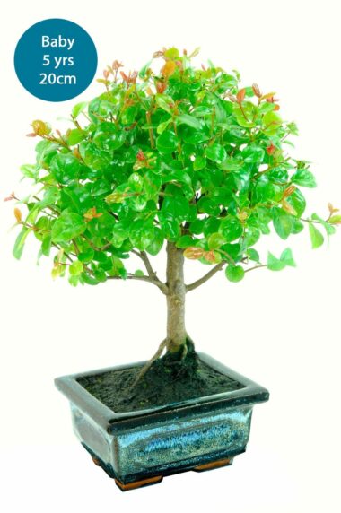 Fruiting baby indoor bonsai plum for kit