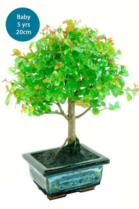 Fruiting baby indoor bonsai plum for kit