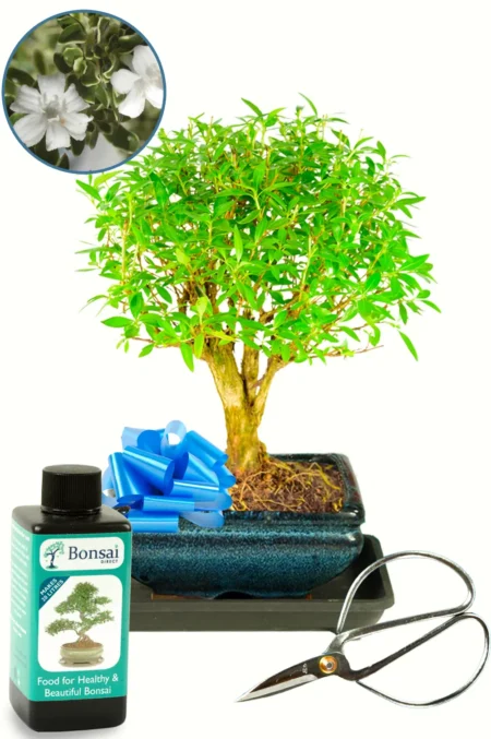 Adorable Complete Beginners Baby Bonsai Kit