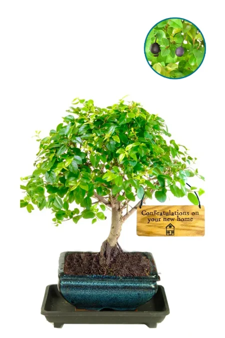 House Warming Gift – Fruiting Beginners Bonsai