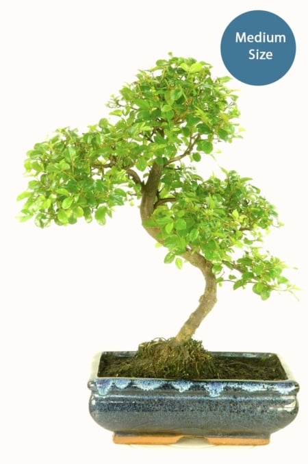 Medium sized fruiting Sweet Plum bosnai for bonsai tree kit builder